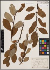 Foto von Salix caprea L.